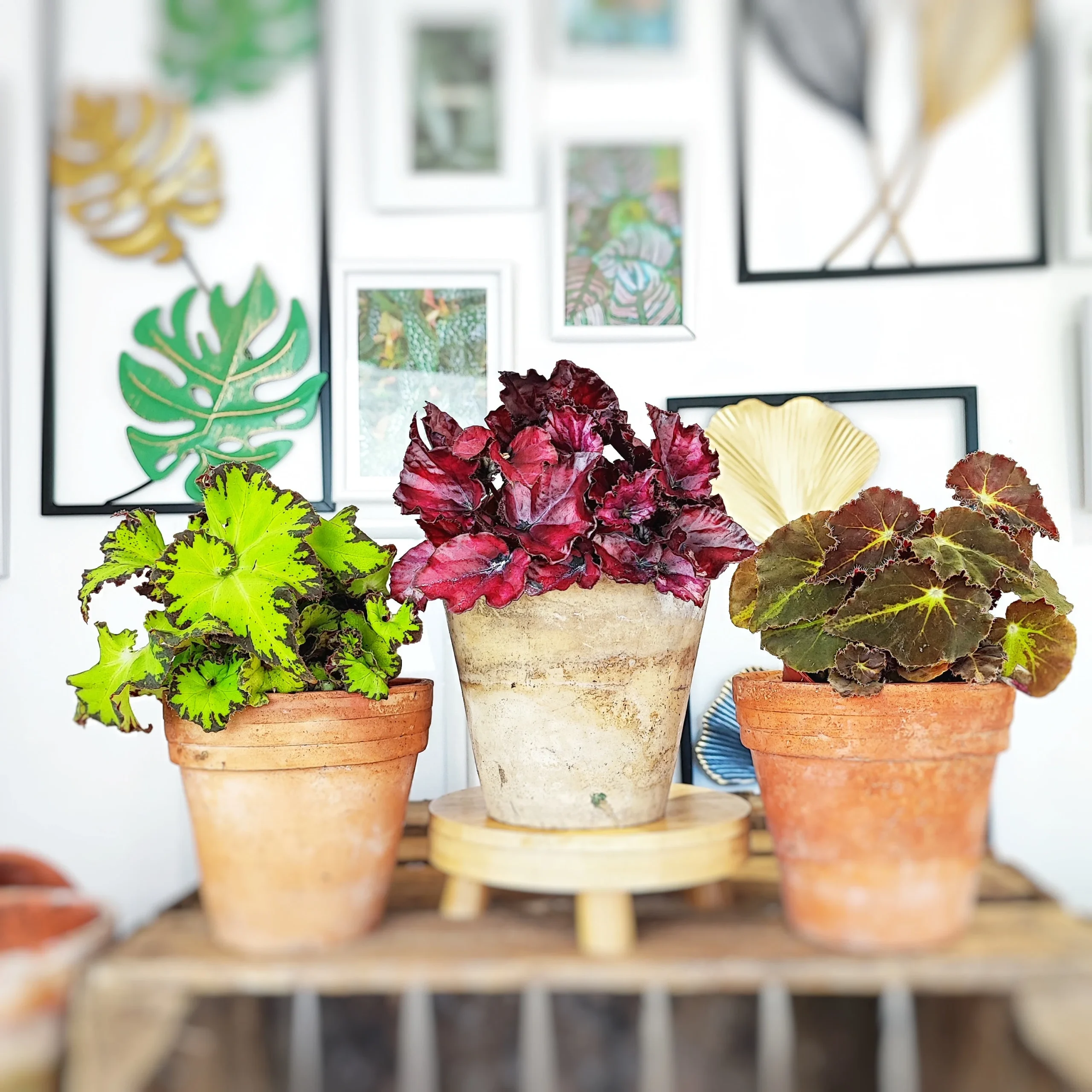 Begonia